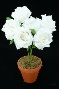 White Open Rose Bush x6  (Lot of 12) SALE ITEM
